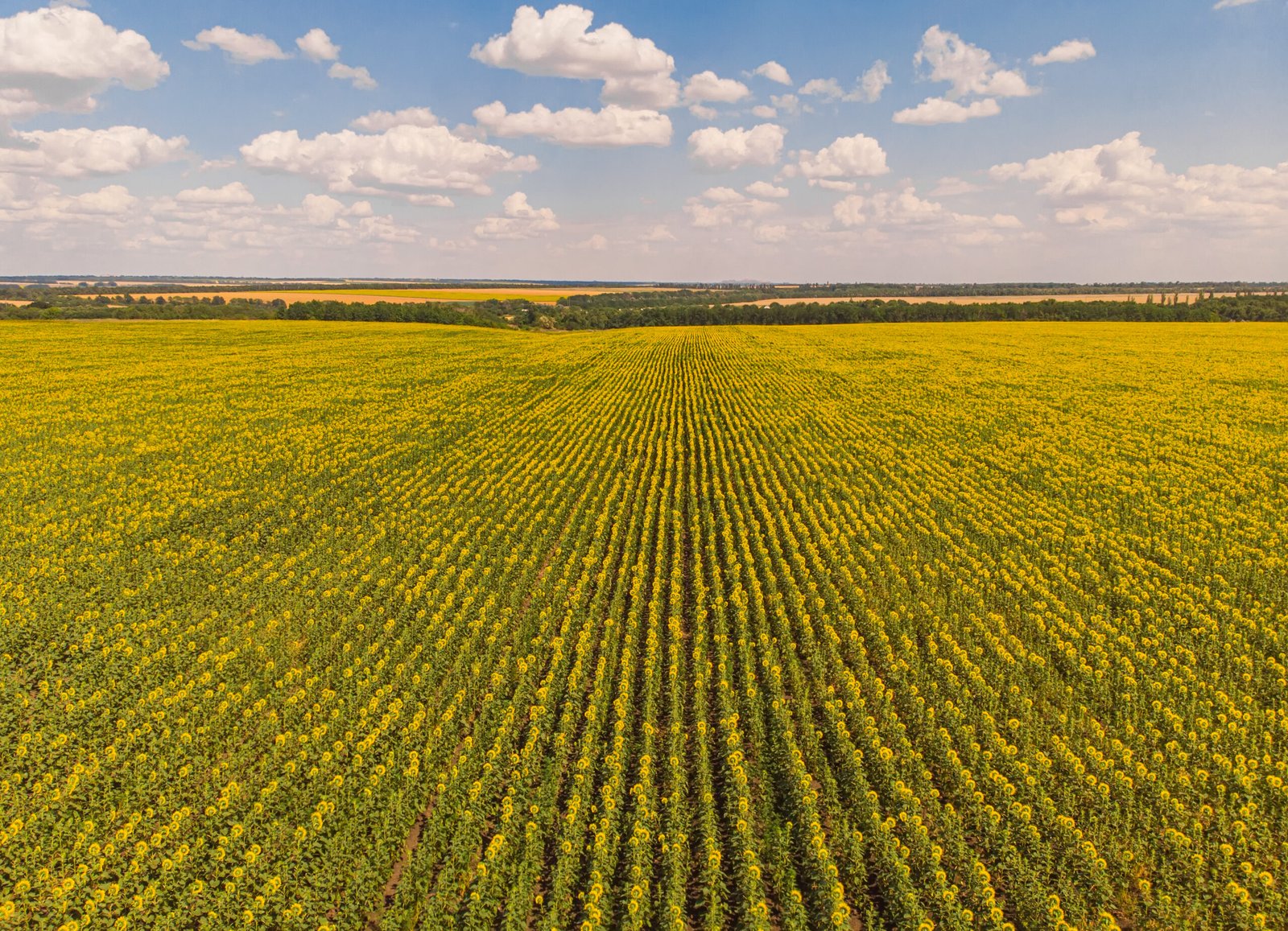 Idyllic yellow sunflower field in sunlight. Location place of Ukraine, Europe. Photo of ecology concept. Perfect natural wallpaper. Textural image of drone photography.