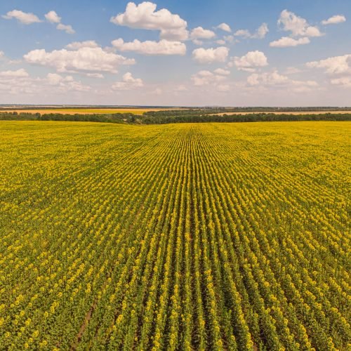 Idyllic yellow sunflower field in sunlight. Location place of Ukraine, Europe. Photo of ecology concept. Perfect natural wallpaper. Textural image of drone photography.