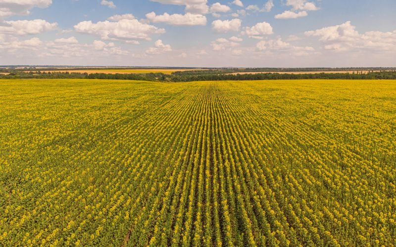 Idyllic yellow sunflower field in sunlight. Location place of Ukraine, Europe. Photo of ecology concept. Perfect natural wallpaper. Textural image of drone photography.