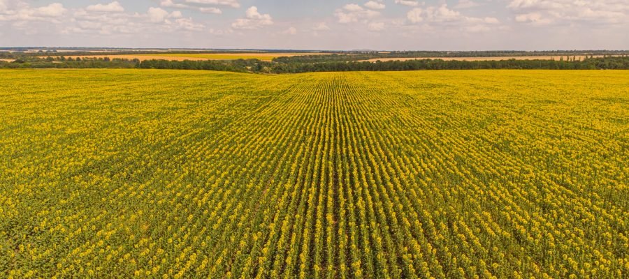 Idyllic yellow sunflower field in sunlight. Location place of Ukraine, Europe. Photo of ecology concept. Perfect natural wallpaper. Textural image of drone photography.
